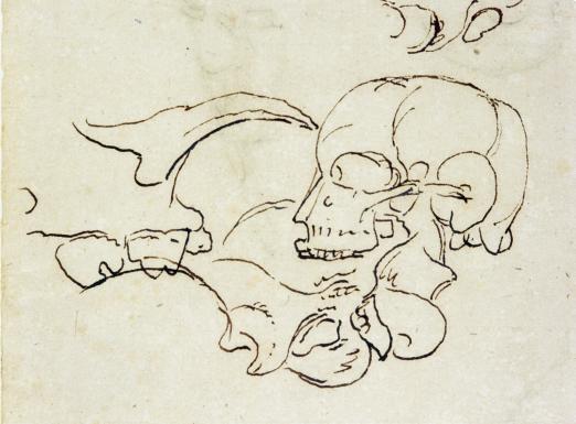 Zeichnung mit anatomischen Studien von Goethe
